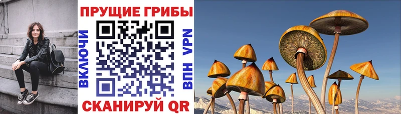 Псилоцибиновые грибы прущие грибы  Абинск 